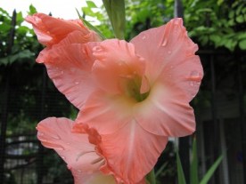 gladiola