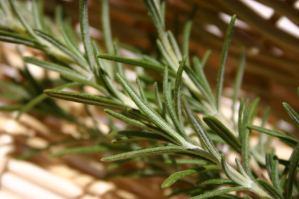 rosemary