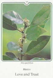 Photo Cards of the Flower Essences Discovered by Dr. E. Bach, by Ilse Maly